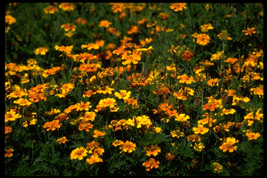 Talking about Mary Magdaline - the first witness