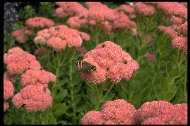James the Just - His Wisdom Helps To Steady the Church