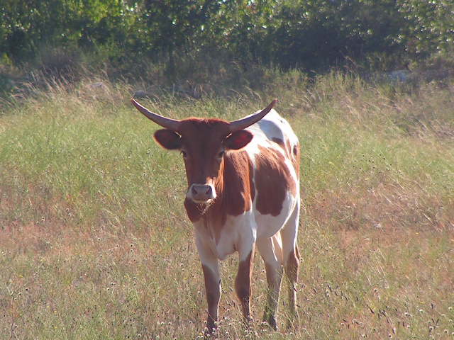 Young longhorn watching life